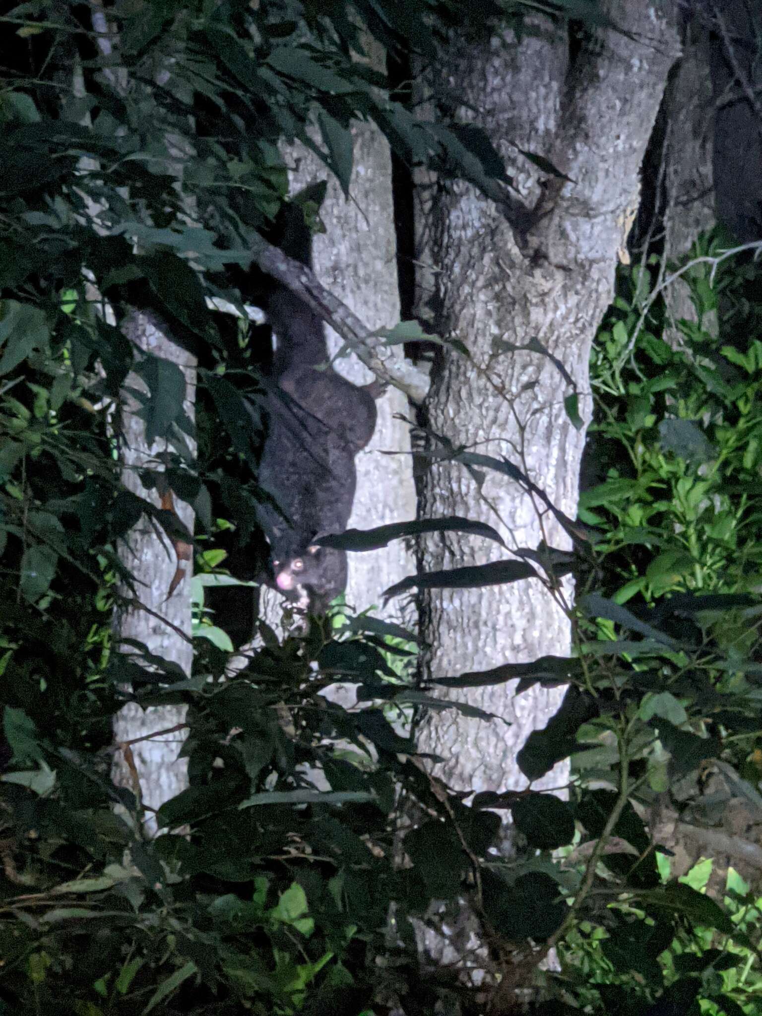 Image of Mountain Brushtail Possum