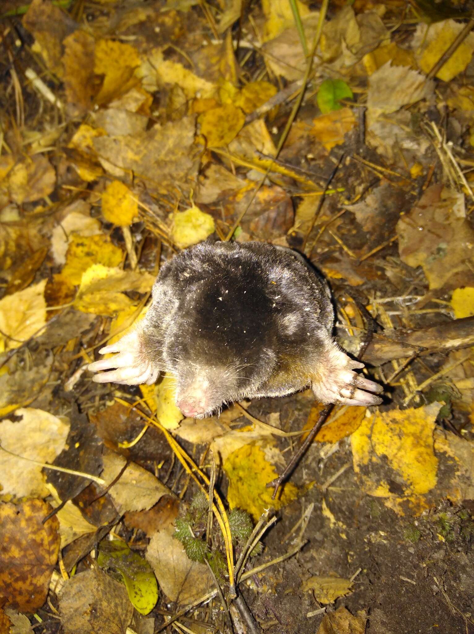 Image de Taupe de Sibérie