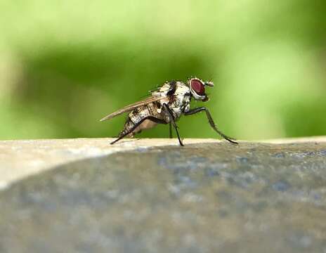 Plancia ëd Anthomyia illocata Walker 1856