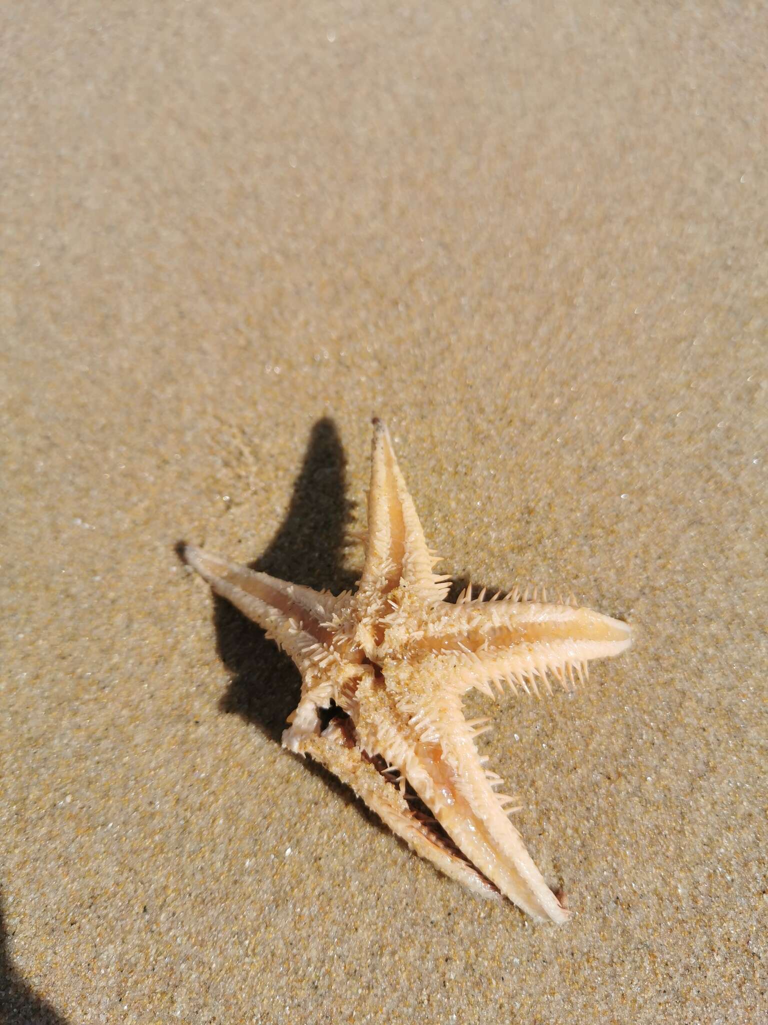 Image of Astropecten aranciacus (Linnaeus 1758)