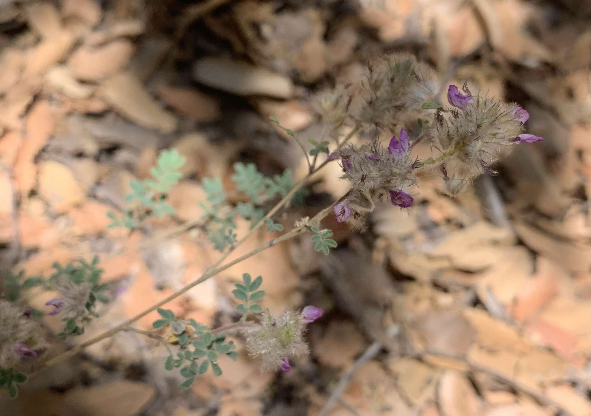 Image of oakwoods prairie clover