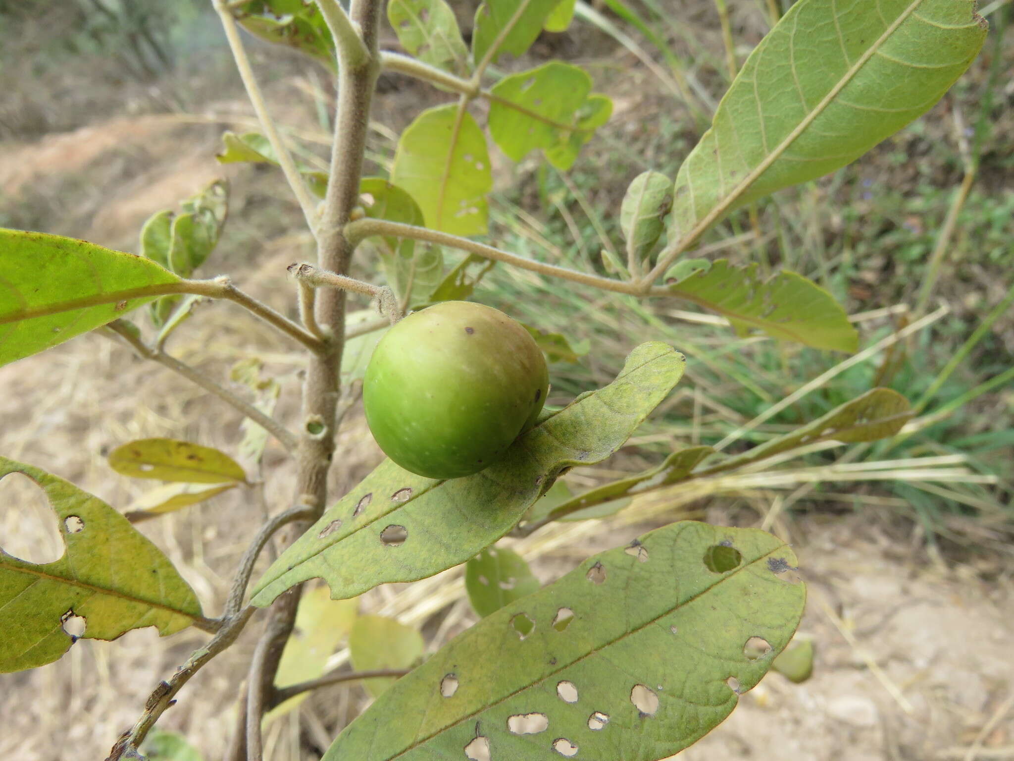 Sivun Vitex pyramidata B. L. Rob. kuva