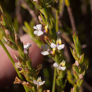 Image of Muraltia ericoides (Burm. fil.) Steud.