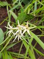 Image of Orthanthera jasminiflora (Decne.) Schinz