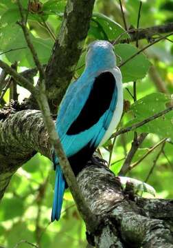 صورة Halcyon senegalensis cyanoleuca (Vieillot 1818)