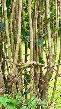 Image of Berthold's Bush Anole