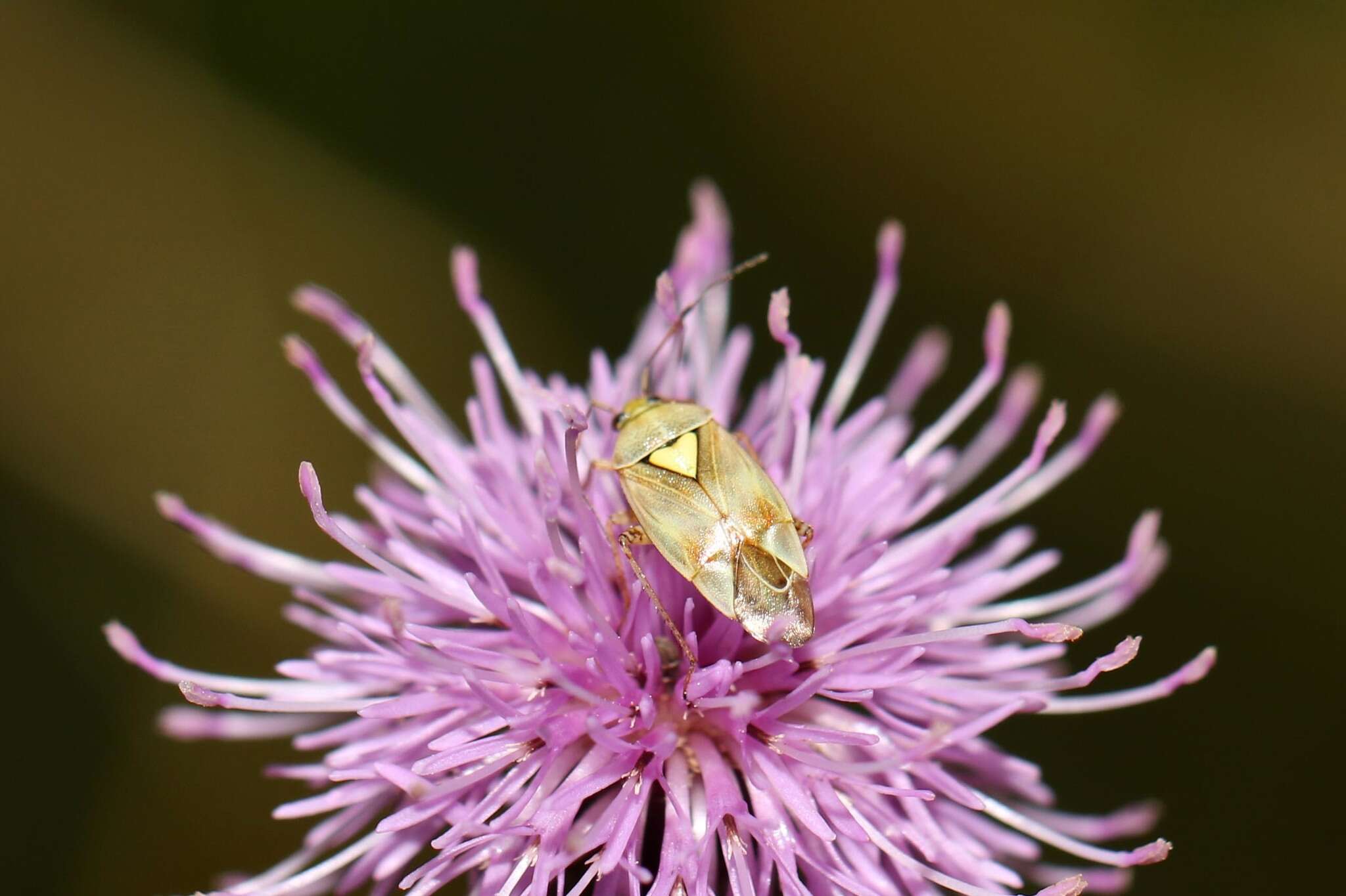 Image de Lygus pratensis (Linnaeus 1758)