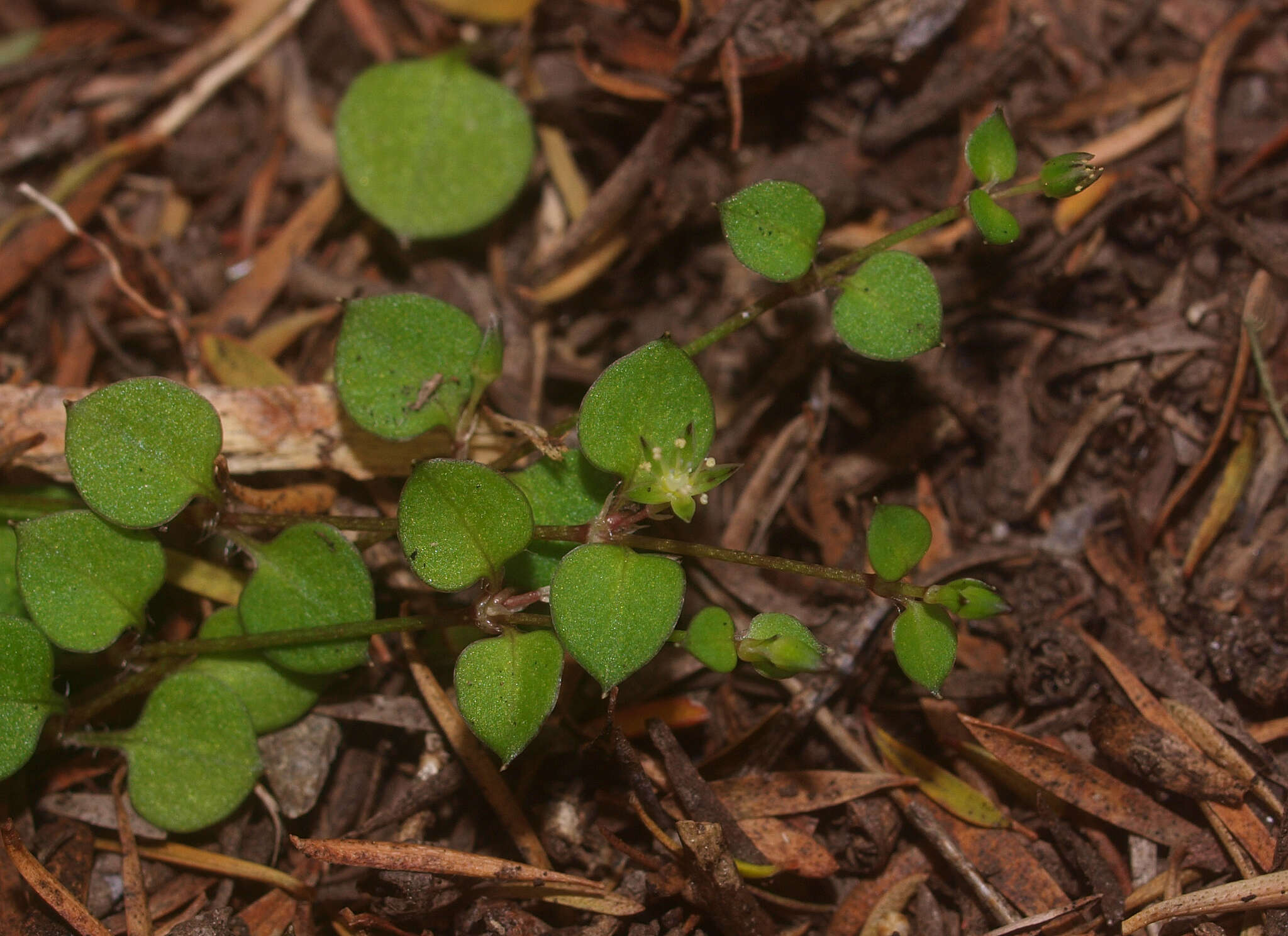 Image of Stellaria parviflora Banks & Soland. ex Hook. fil.