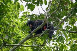 Image of Red-nosed Bearded Saki