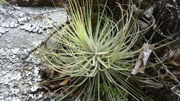 Image of Tillandsia magnusiana Wittm.