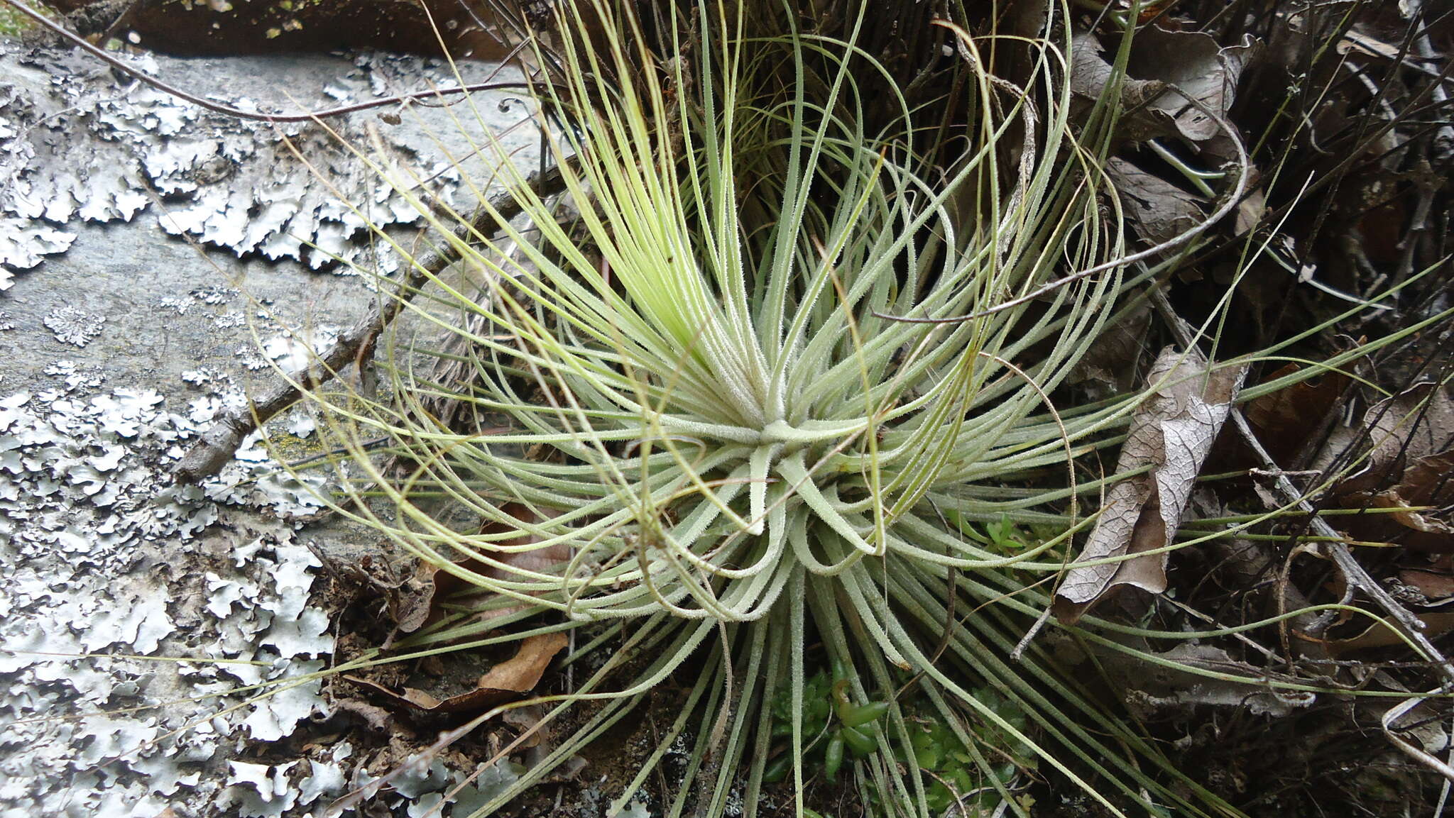 Image of Tillandsia magnusiana Wittm.