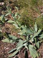 Imagem de Carduus defloratus subsp. glaucus (Baumg.) Nym.