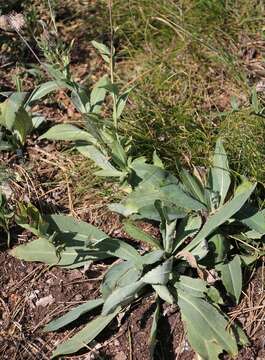 صورة Carduus defloratus subsp. glaucus (Baumg.) Nym.