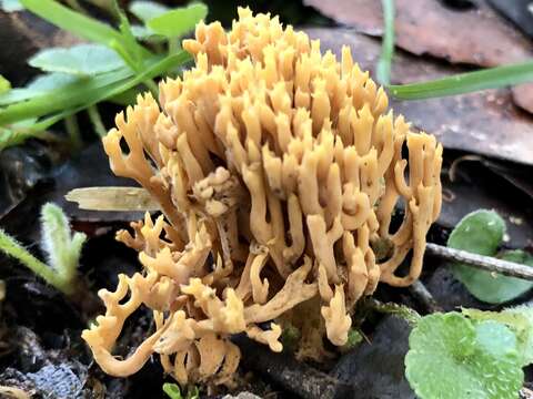 Image of Phaeoclavulina flaccida (Fr.) Giachini 2011