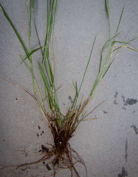 Image of Gopher-Tail Love Grass