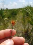 Image of Manatee Beak Sedge