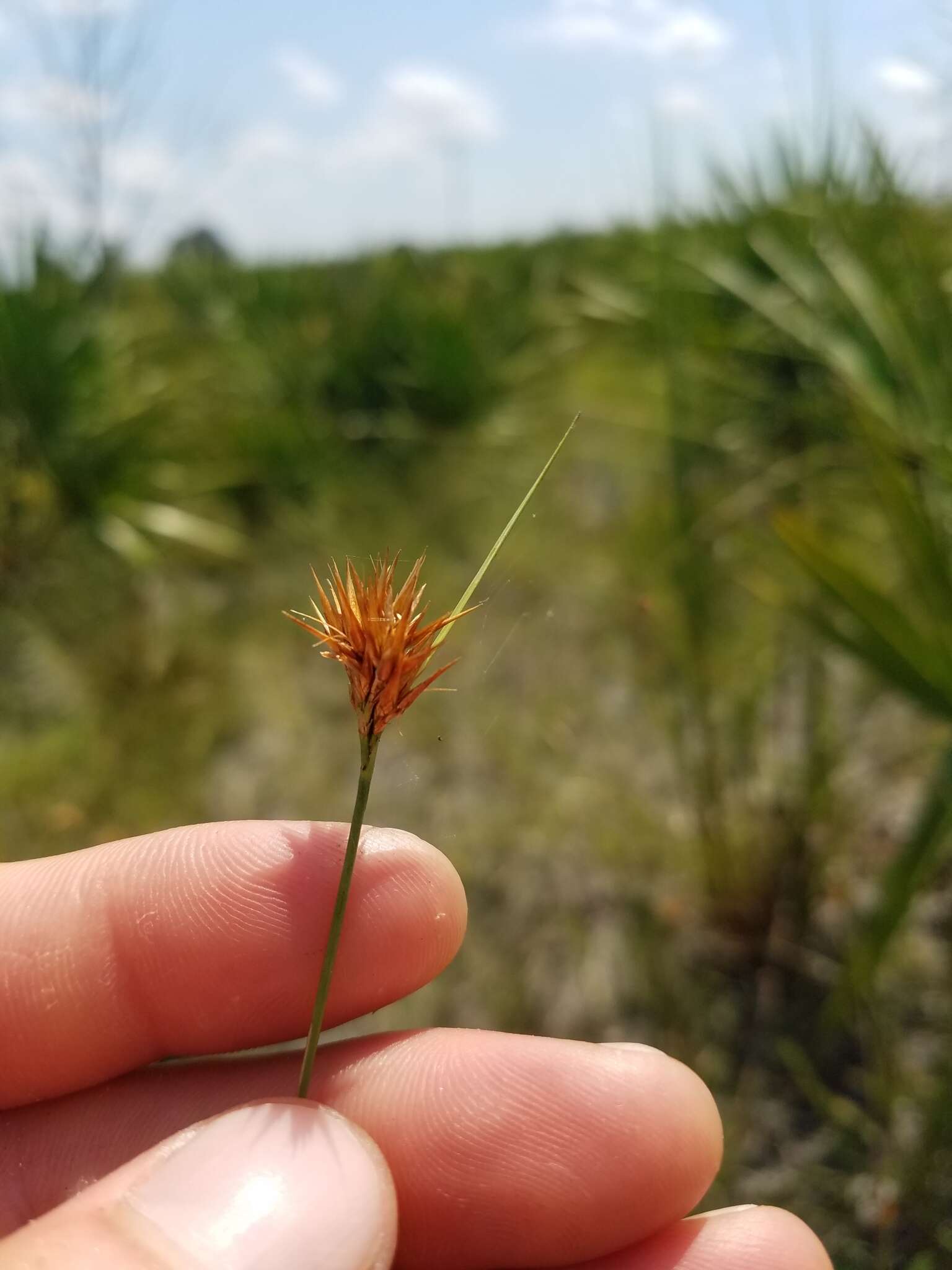 Image of Manatee Beak Sedge