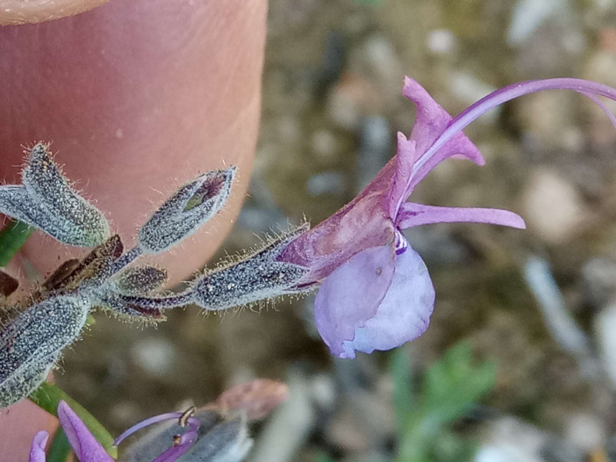 Imagem de Salvia jordanii