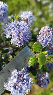 Image of Santa Barbara ceanothus