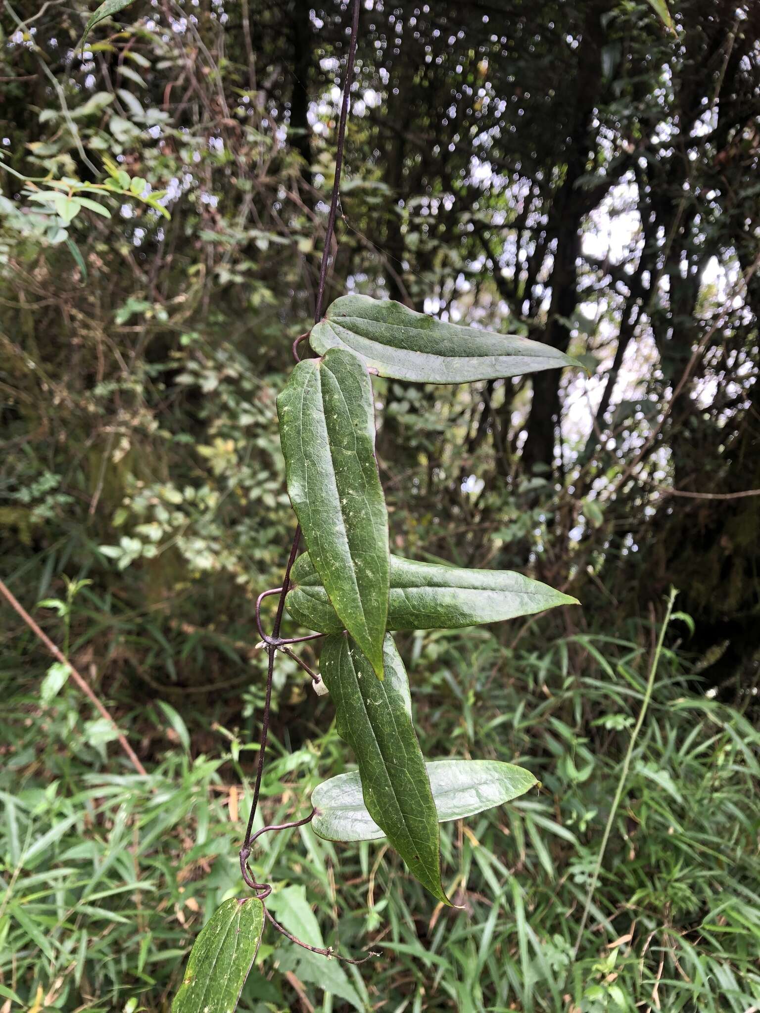 Imagem de Clematis henryi Oliv.