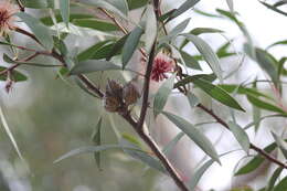 Image of Pincushion hakea