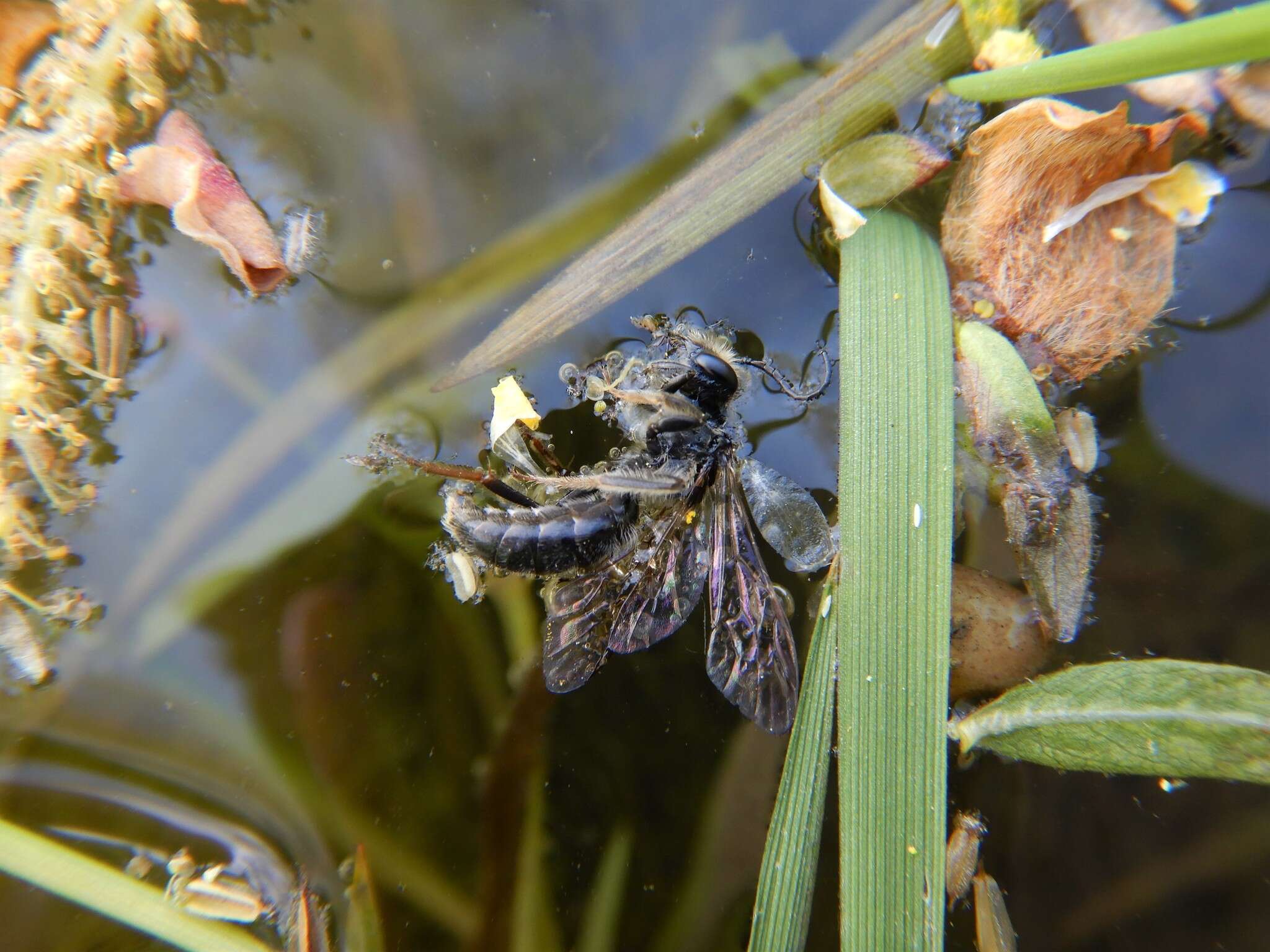 Image of Andrena confederata Viereck 1917