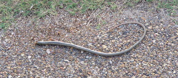 Image of Glass Lizards