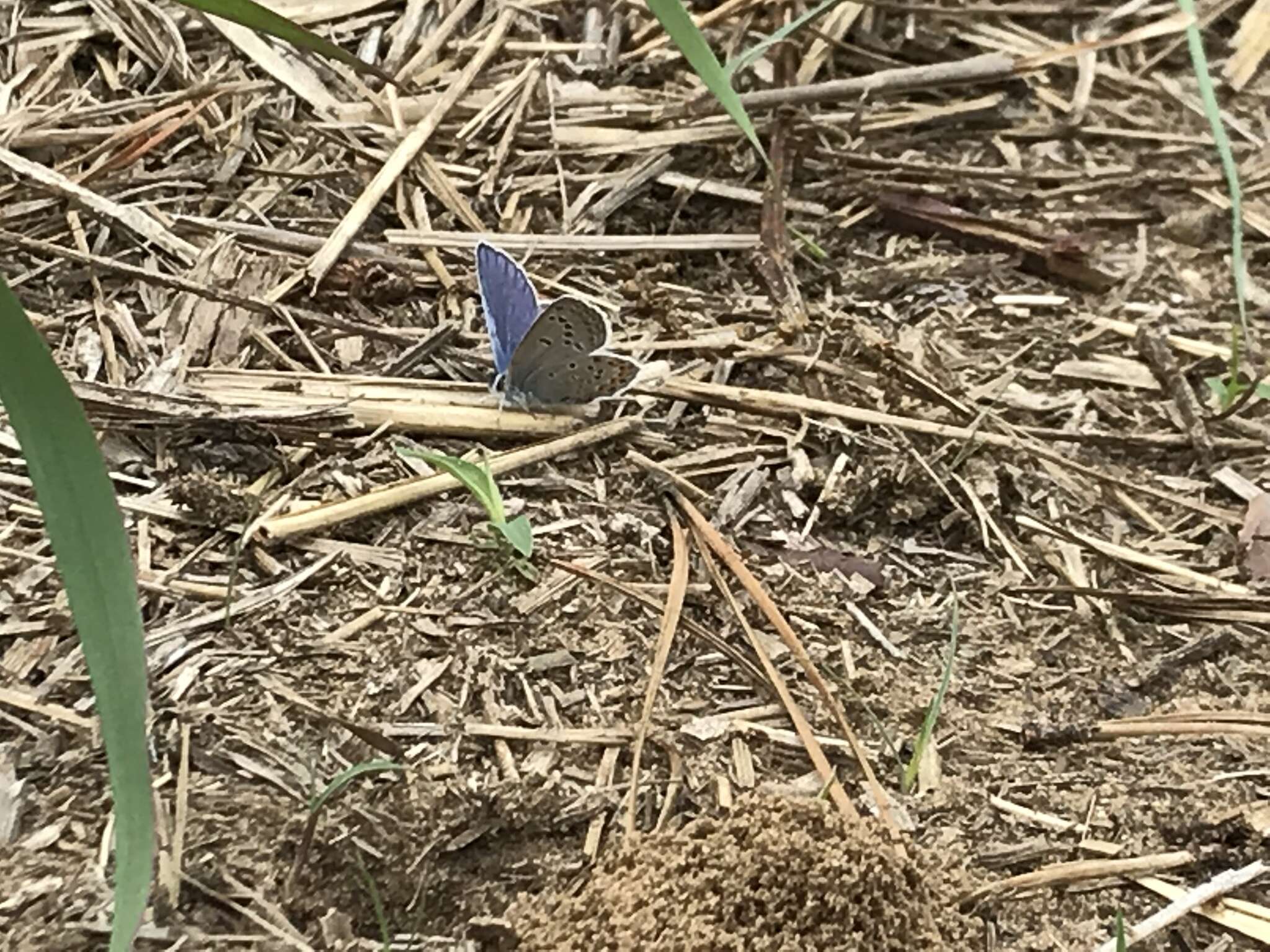 Image of Plebejus samuelis