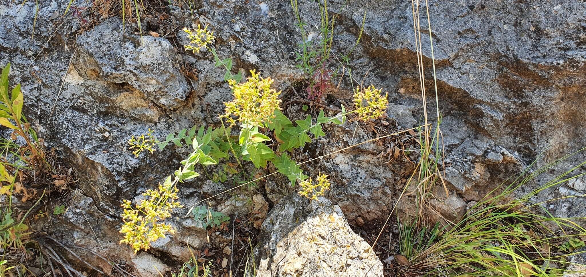 Image of Hypericum lanuginosum Lam.