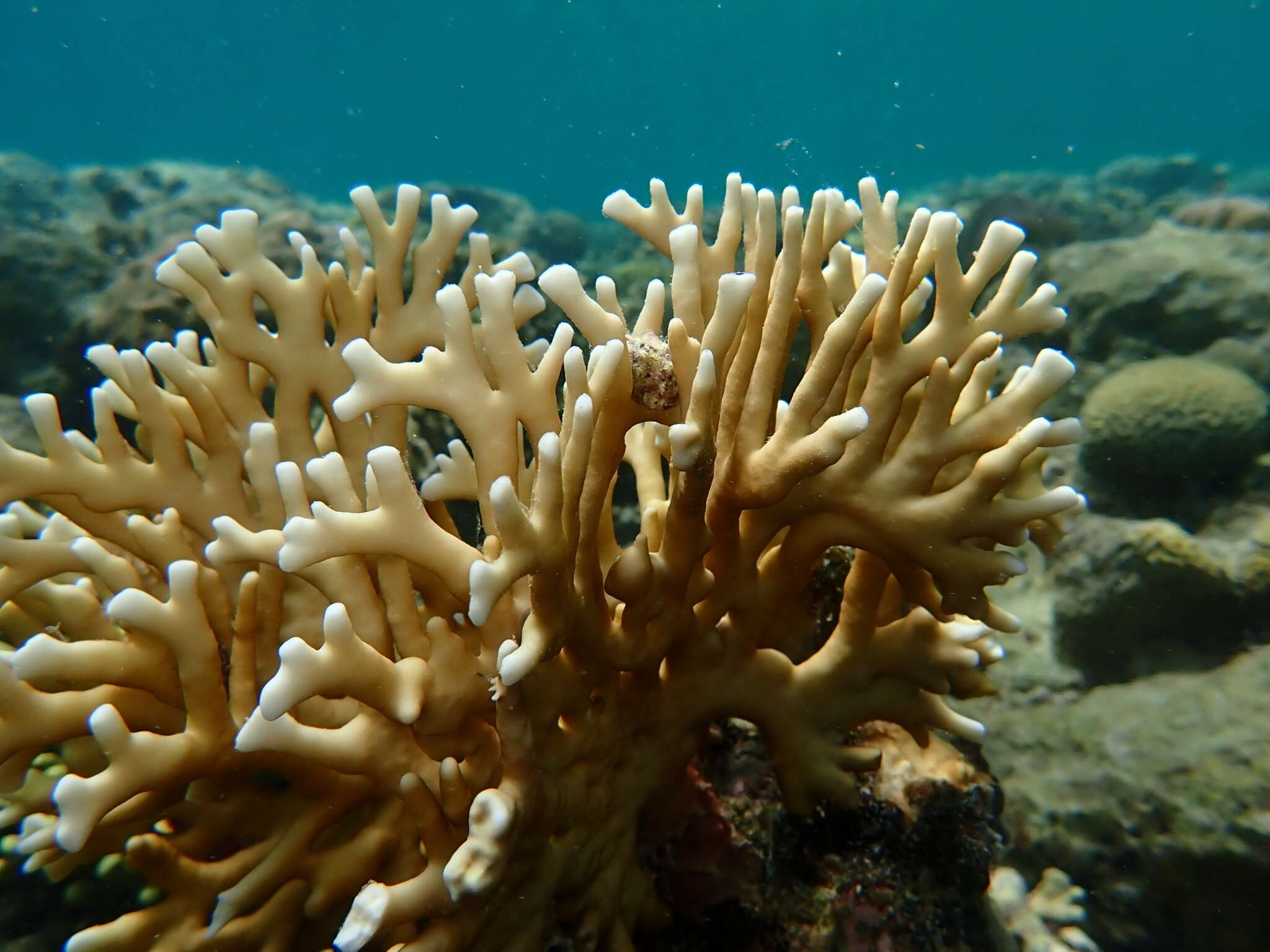 Image of Fire coral