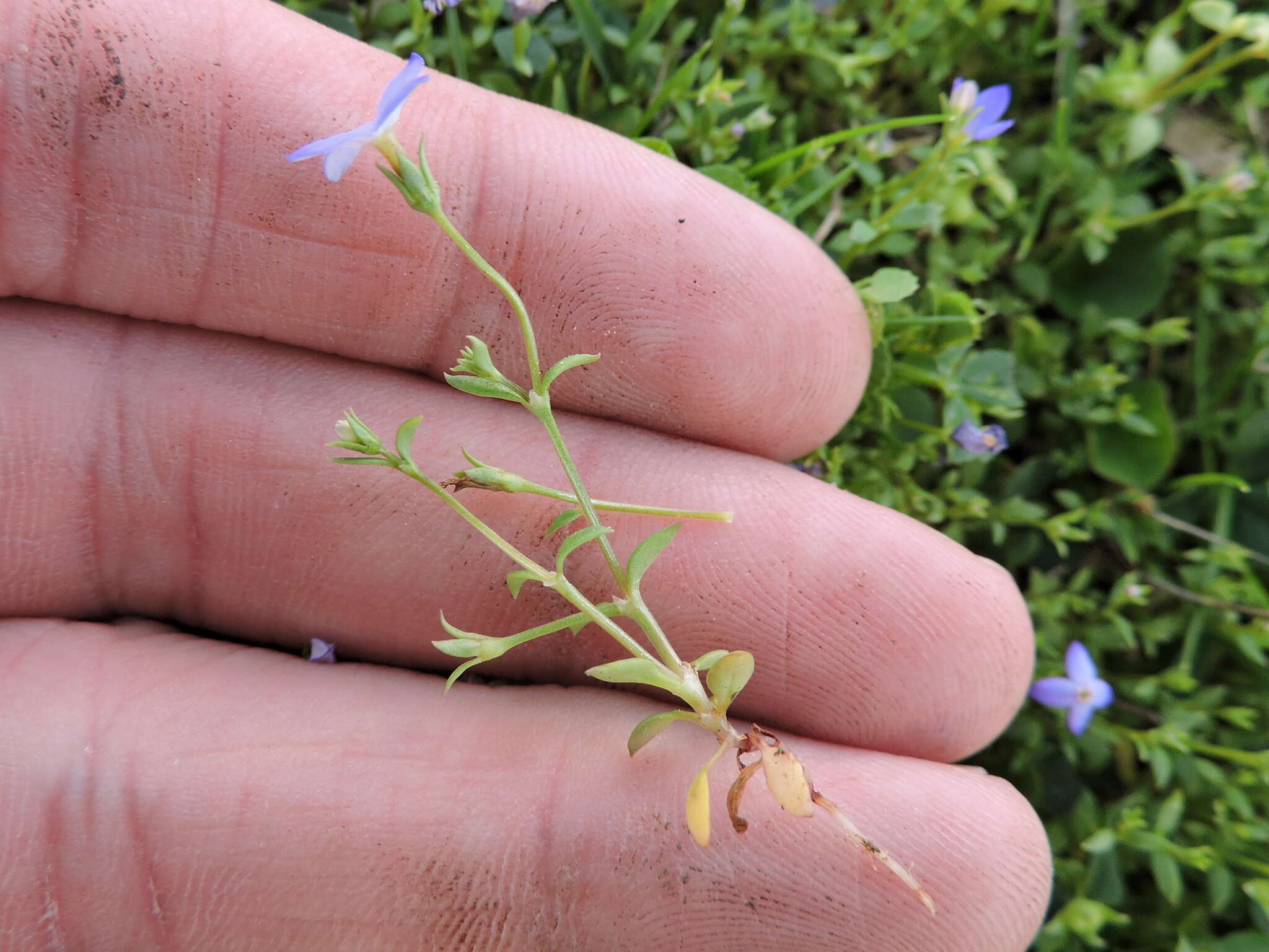 Image of Tiny Bluet