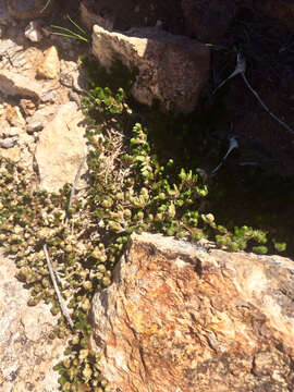 Image of Arizona spikemoss