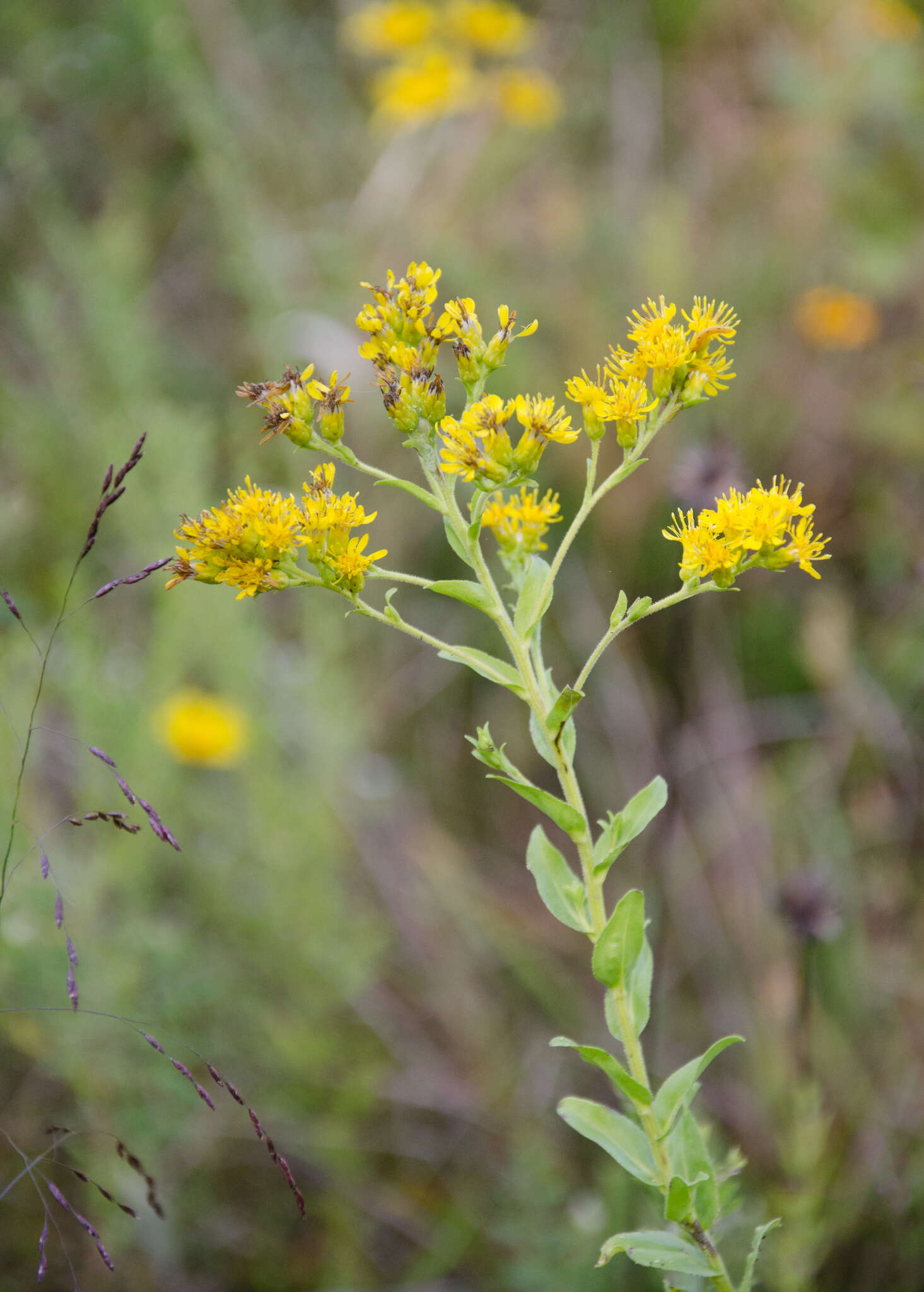 Слика од Solidago rigida subsp. glabrata (Braun) S. B. Heard & J. C. Semple