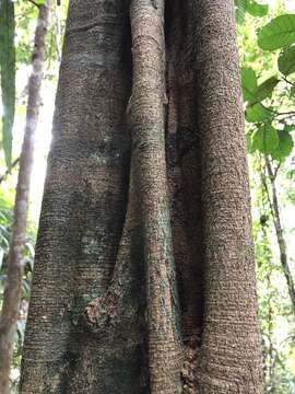 Image of Aspidosperma excelsum Benth.