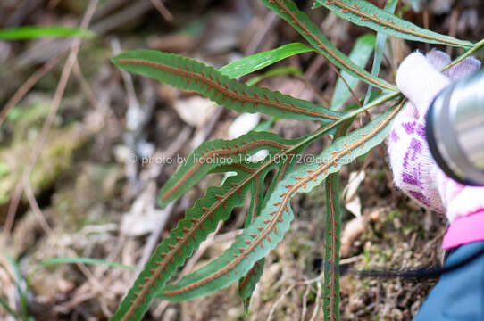 Image of Woodwardia harlandii Hook.