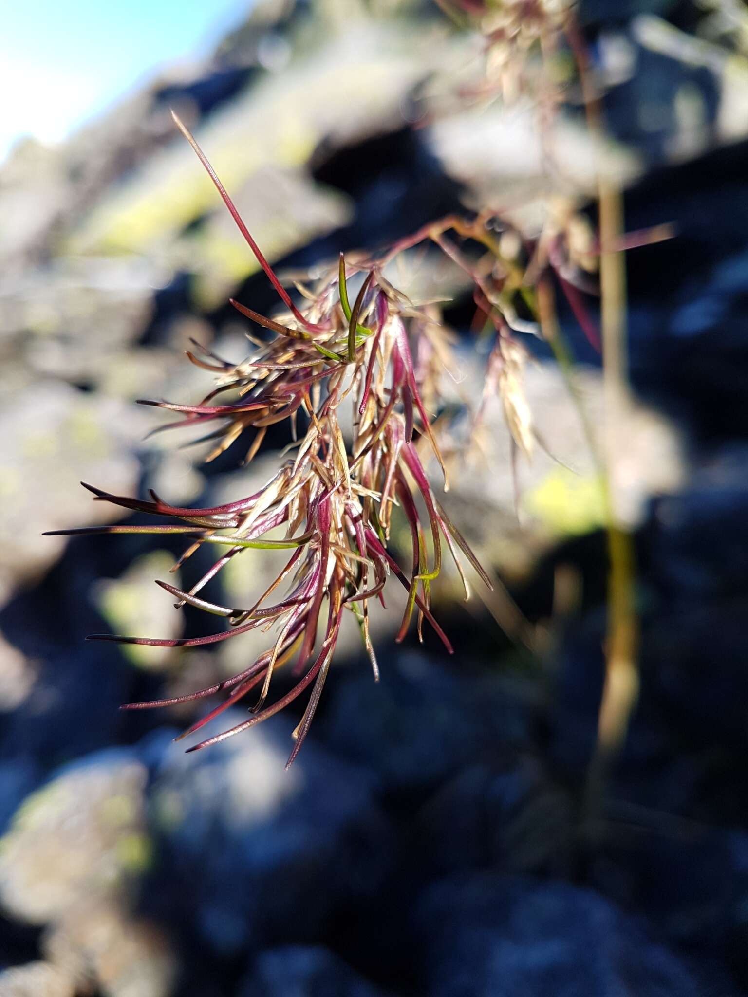 Image de Festuca vivipara (L.) Sm.