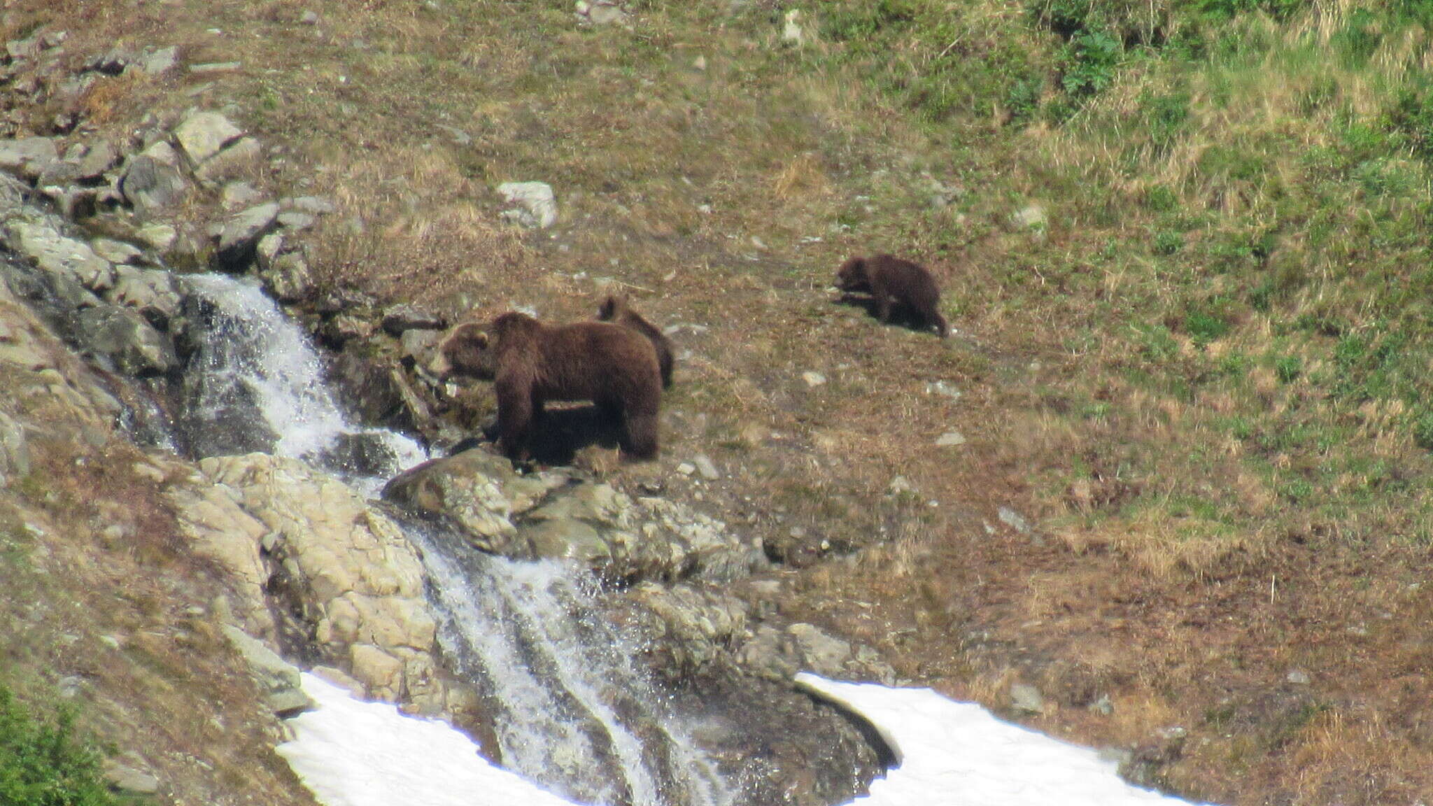 Image of Kamchatka brown bear