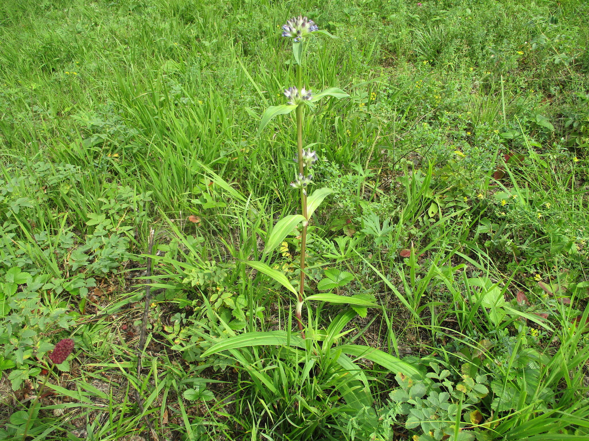 صورة Gentiana macrophylla Pall.