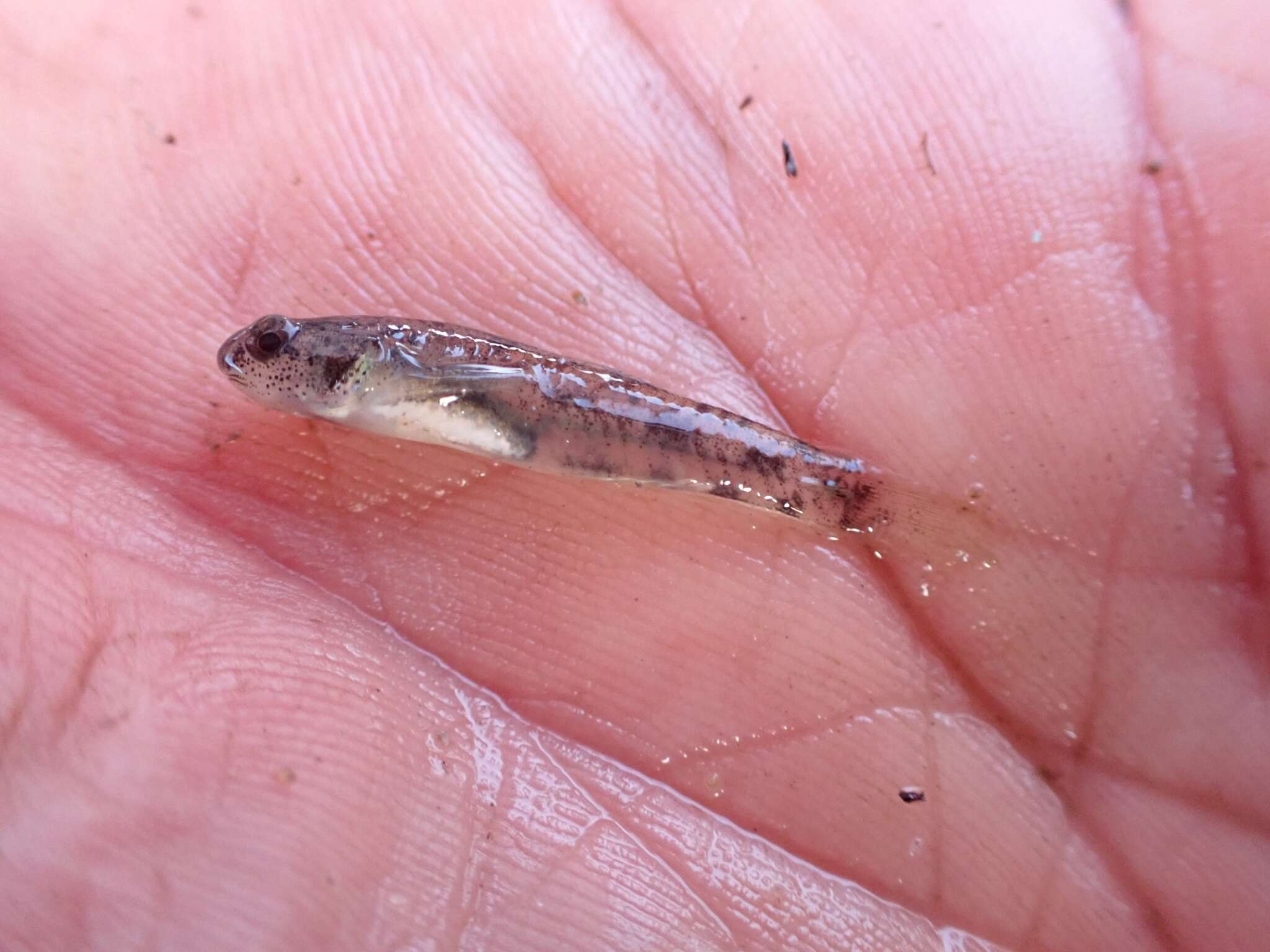 Image of Northern snubnose goby