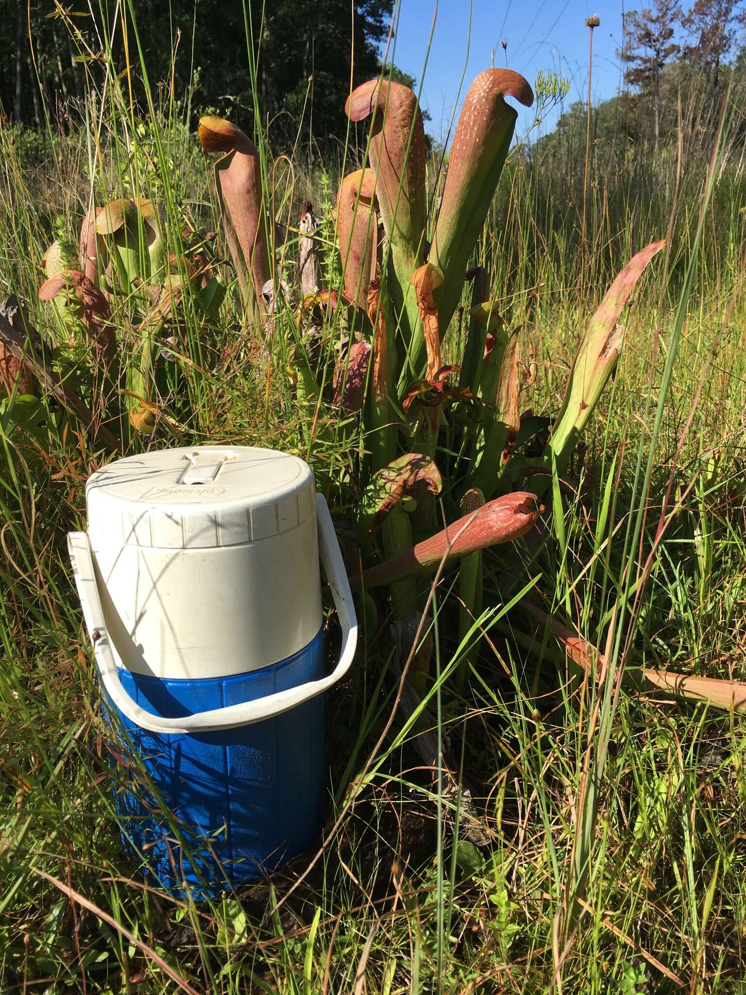 Image of Sarracenia minor var. okefenokeensis D. E. Schnell