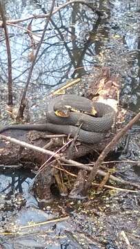 Image of Banded Water Snake