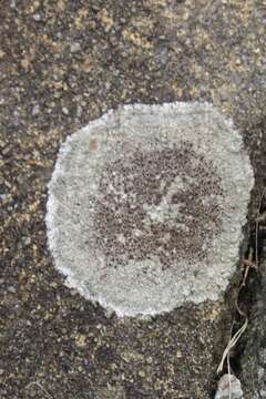 Image of rim lichen