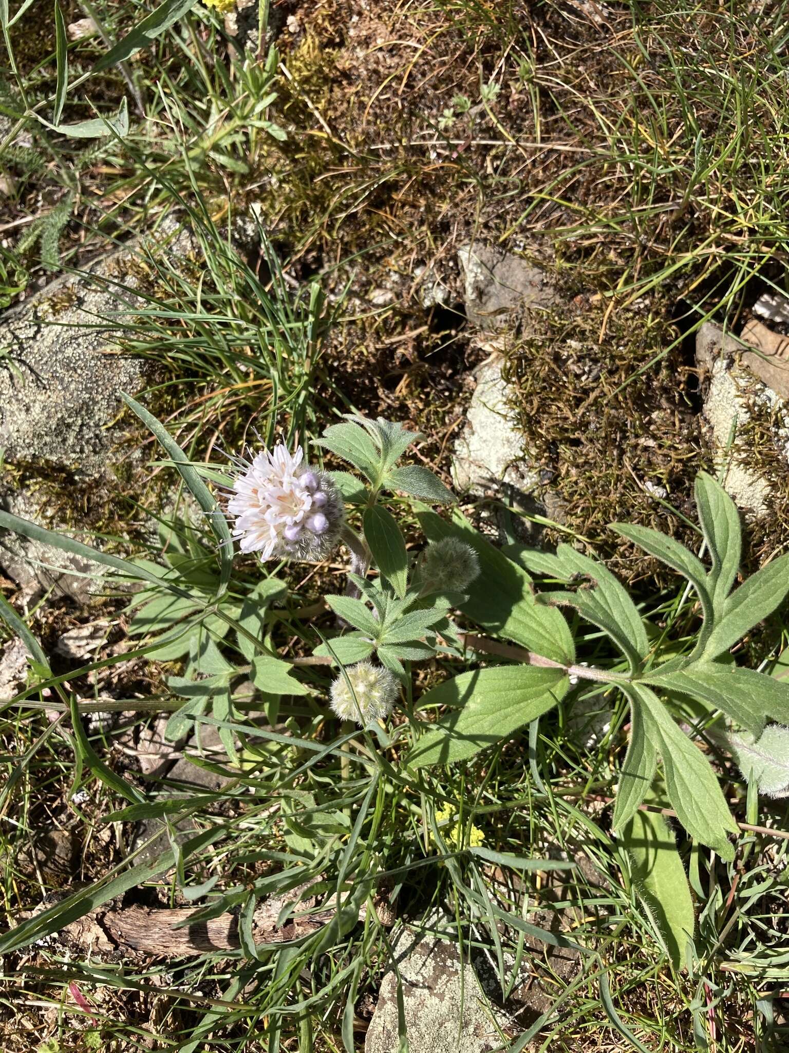 Hydrophyllum capitatum var. thompsonii (M. E. Peck) Constance的圖片