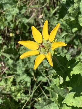 Image of Texas greeneyes