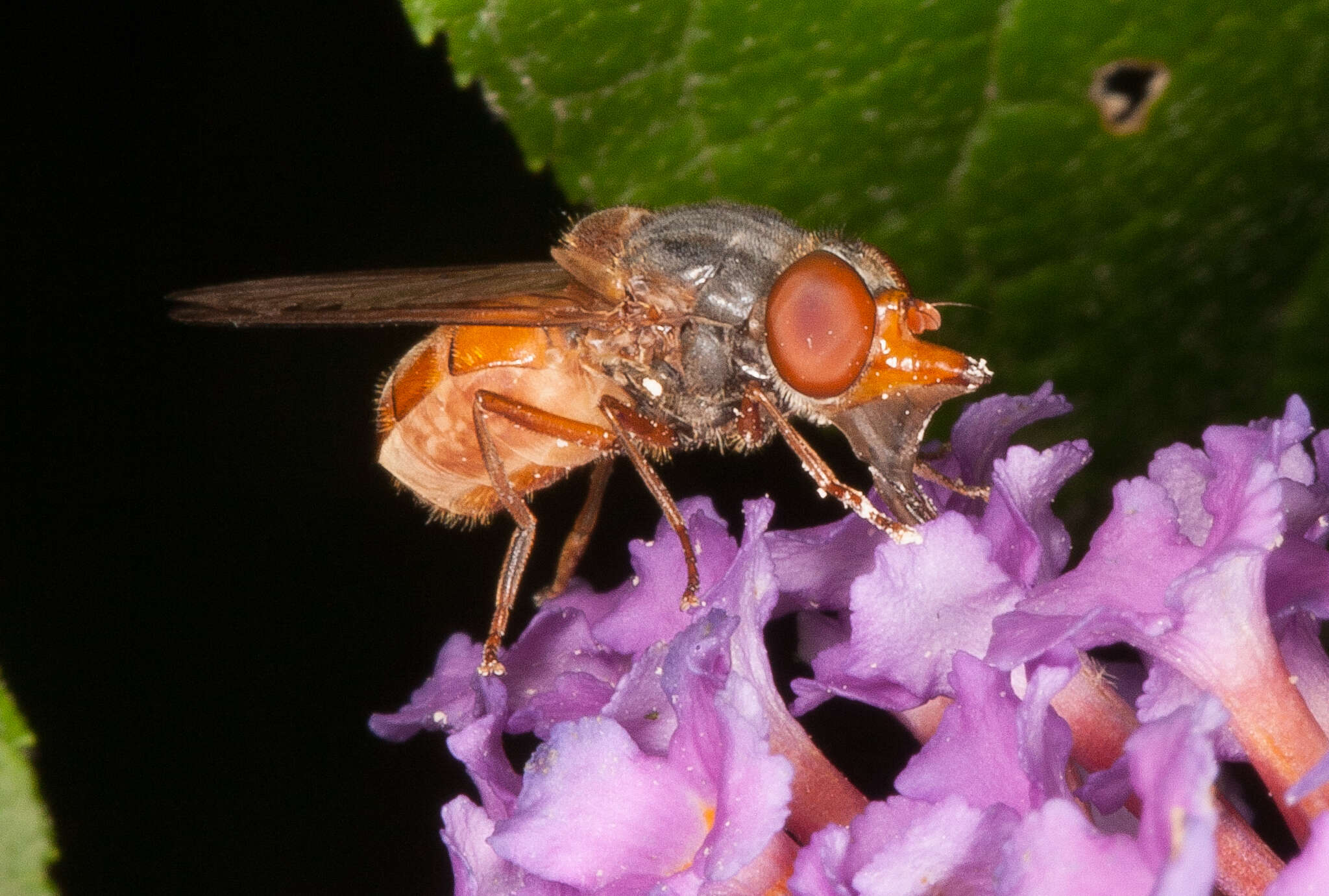 Image of Rhingia rostrata (Linnaeus 1758)