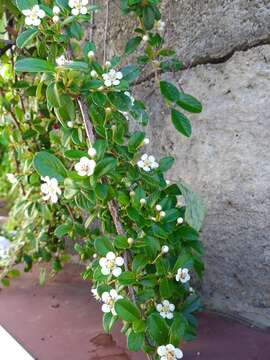 Image of coral beauty cotoneaster