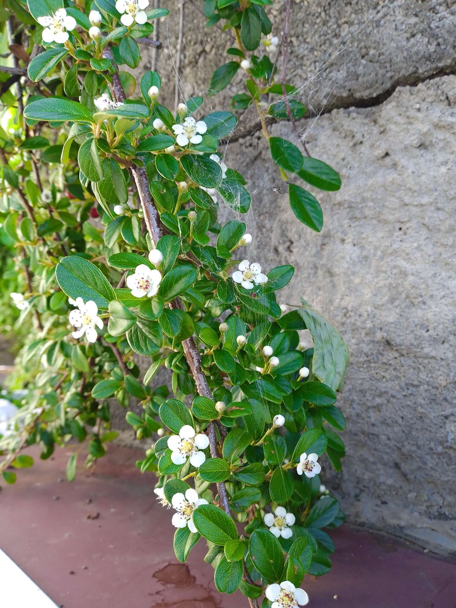 Imagem de Cotoneaster dammeri C. K. Schneid.