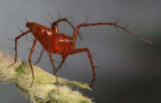 Image of Oxyopes vogelsangeri Lessert 1946