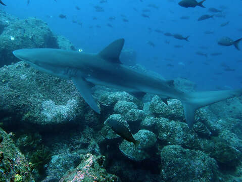 Image of Galapagos Shark