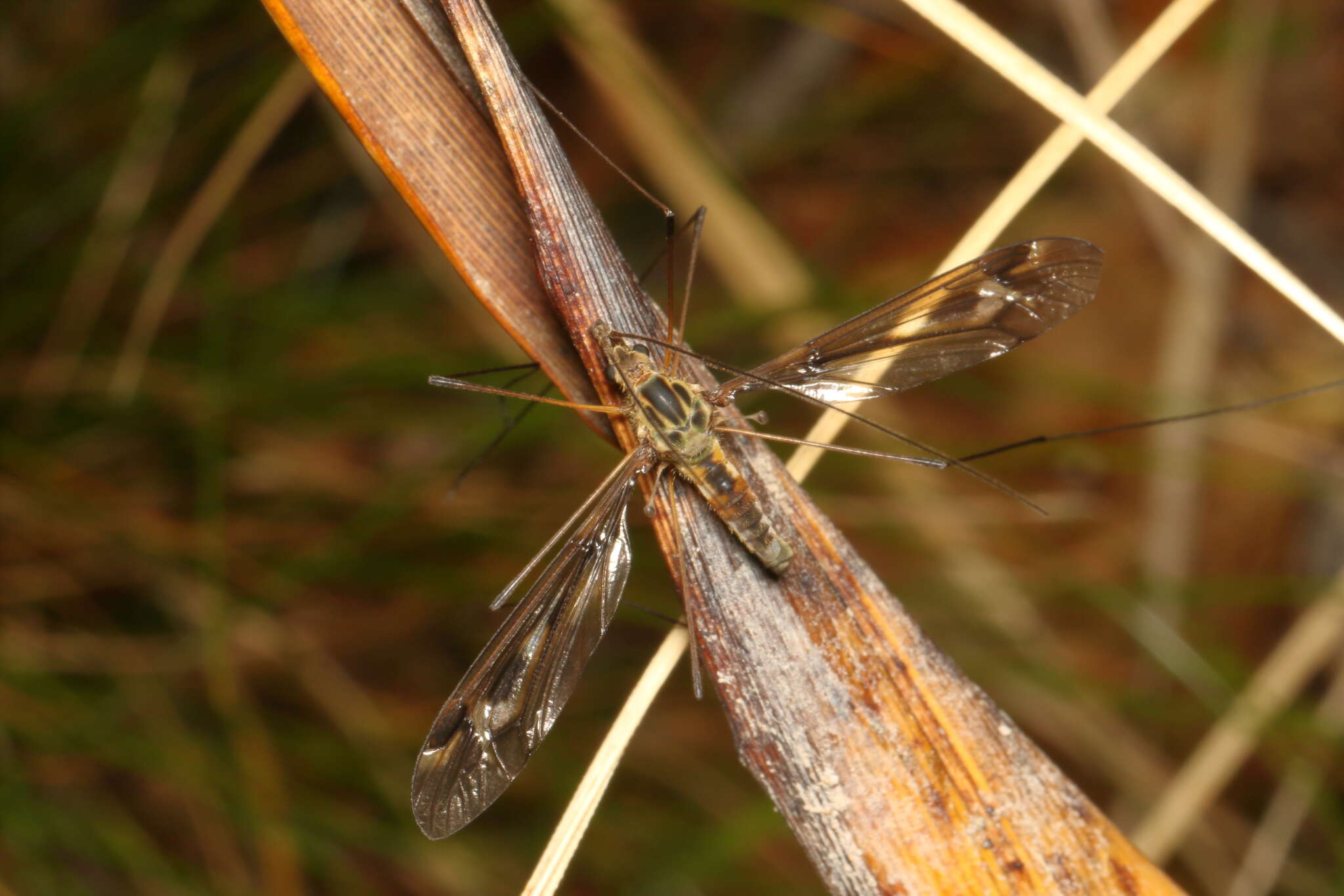 Image of Leptotarsus (Macromastix) lunatus (Hutton 1900)